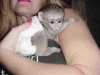Adorable capuchin monkey ***^